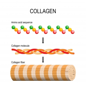The-benefits-of-collagen-on-skin